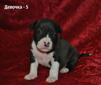 Лот: 7051454. Фото: 1. Щенки стаффиков. Собаки, щенки