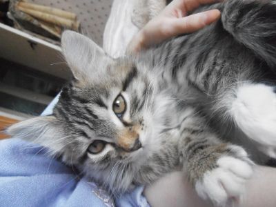 Лот: 3561116. Фото: 1. Котенок девочка полосатая. Кошки, котята