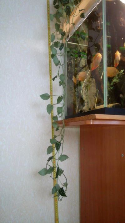 Лот: 7294977. Фото: 1. Сциндапсус. Горшечные растения и комнатные цветы