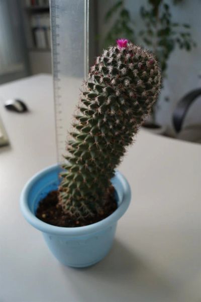 Лот: 3117223. Фото: 1. Кактусы - Коллекция - Mammillaria... Горшечные растения и комнатные цветы