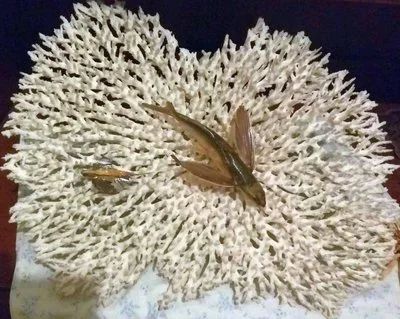 Лот: 12663791. Фото: 1. Большой натуральный коралл. Моллюски, ракообразные, кораллы