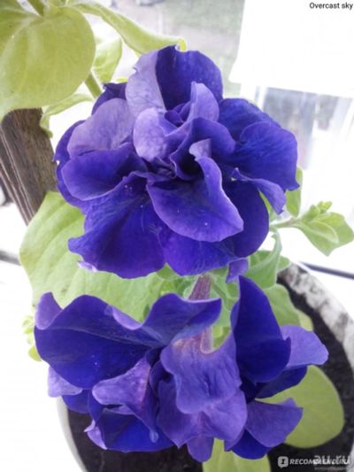 Лот: 13235061. Фото: 1. петуния каскадная голубая рассада. Садовые цветы