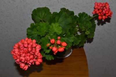 Лот: 3813953. Фото: 1. Тюльпановидная пеларгония Red... Горшечные растения и комнатные цветы