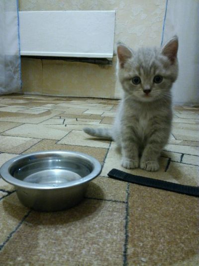 Лот: 9660157. Фото: 1. Шотландский плюшевый котёнок... Кошки, котята