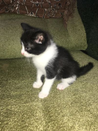 Лот: 9814238. Фото: 1. Отдам котят в хорошие руки. Кошки, котята