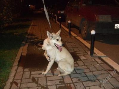 Лот: 1222298. Фото: 1. Отдам в хорошие руки!. Собаки, щенки