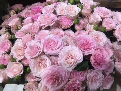 Лот: 10639666. Фото: 1. Розы кустовые нежно розовые. Свежие цветы