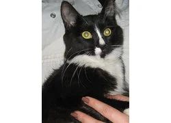 Лот: 18348904. Фото: 1. Кошка. Кошки, котята
