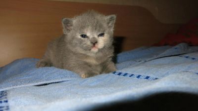 Лот: 4923013. Фото: 1. Шотландцы. Кошки, котята