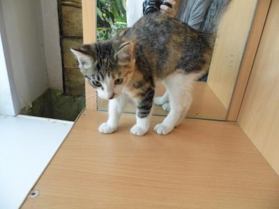 Лот: 6785019. Фото: 1. Кошечка четырех цветная!Приносит... Кошки, котята