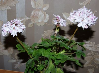 Лот: 9500848. Фото: 1. Пеларгония звёздчатая белая в... Горшечные растения и комнатные цветы