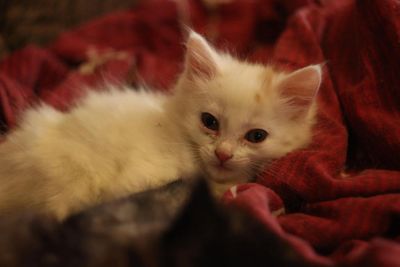 Лот: 7016196. Фото: 1. Котенок #4. Кошки, котята
