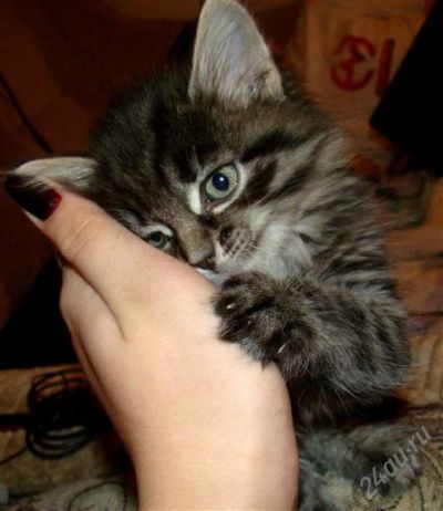 Лот: 1495057. Фото: 1. Отдам милого очаровательного котенка... Кошки, котята