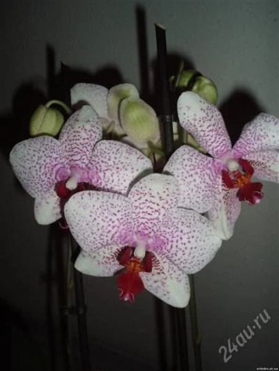 Лот: 1908671. Фото: 1. орхидея фаленопсис белая в крап. Горшечные растения и комнатные цветы