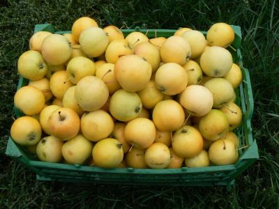 Лот: 8216907. Фото: 1. Куплю ранетку "Уральское наливное... Овощи, фрукты, зелень