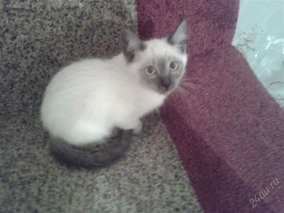 Лот: 2593232. Фото: 1. отдам сиамских котят в хорошие... Кошки, котята