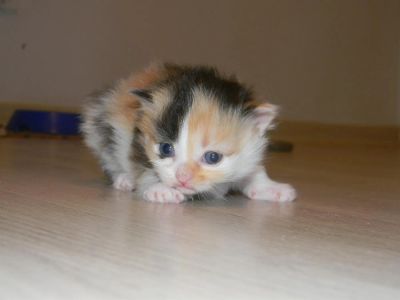 Лот: 3207756. Фото: 1. Отдам котят в хорошие руки. Кошки, котята