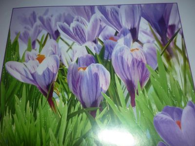 Лот: 3356044. Фото: 1. продам фото обои с рубля(подснежники... Обои, панели, ДВП, ДСП, МДФ