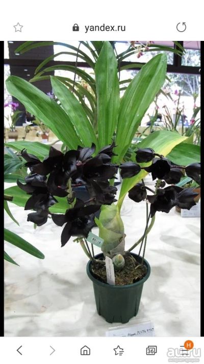 Лот: 14338181. Фото: 1. Орхидея мониерара. Горшечные растения и комнатные цветы