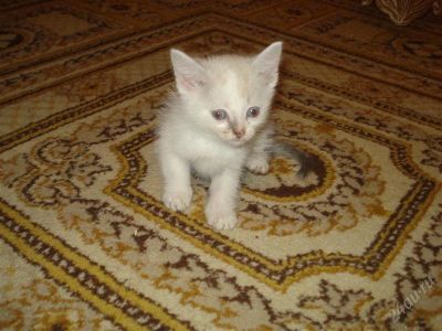 Лот: 2106504. Фото: 1. Котик. Кошки, котята