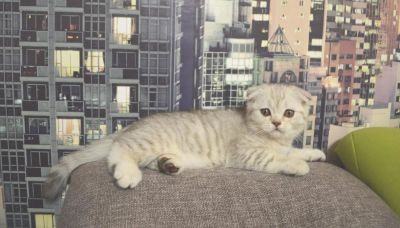 Лот: 6271020. Фото: 1. Смышленная шотландская кошечка. Кошки, котята