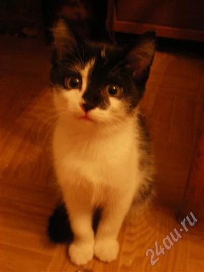 Лот: 575321. Фото: 1. Маленькая кошечка ищет добрых... Остальные животные