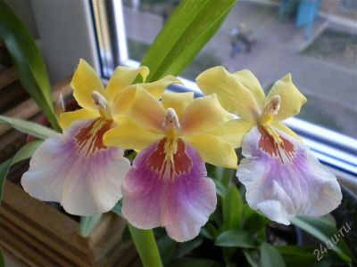 Лот: 1282061. Фото: 1. Miltonia Sunset. Горшечные растения и комнатные цветы