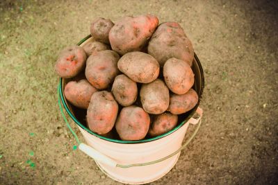Лот: 4083581. Фото: 1. Картошка. Вкусная. Выращена для... Картофель