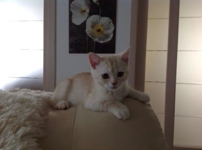 Лот: 4276357. Фото: 1. Шотландский котенок!!!!. Кошки, котята