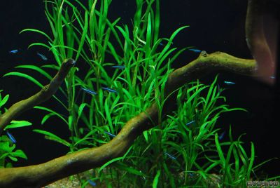 Лот: 6638296. Фото: 1. Гигрофила иволистная (Hygrophila... Водные растения