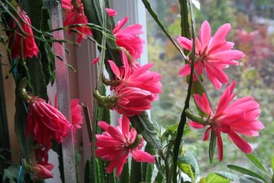 Лот: 11436285. Фото: 1. Эпифиллум розовый. Горшечные растения и комнатные цветы