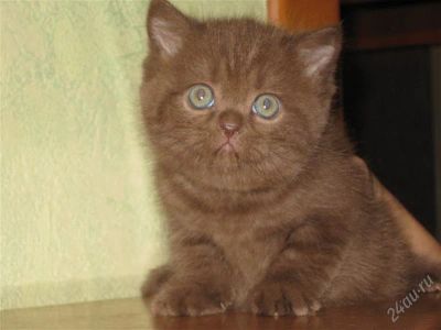 Лот: 2576316. Фото: 1. шоколадная принцесса и только... Кошки, котята