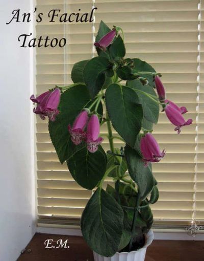 Лот: 10013472. Фото: 1. Колерия An`s Facial Tattoo. Горшечные растения и комнатные цветы