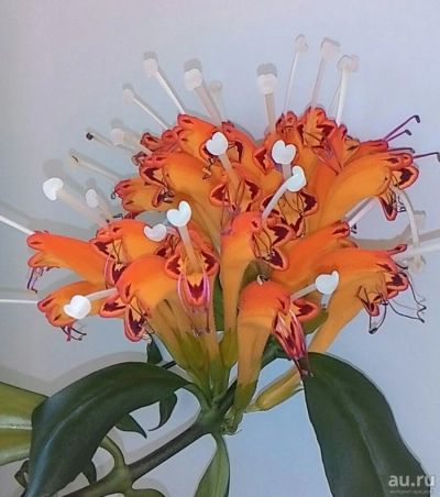 Лот: 8559971. Фото: 1. эсхинантус прекрасный, цветок... Другое (растения и животные)