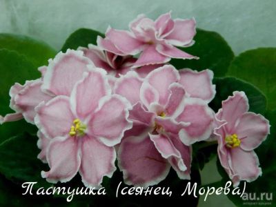 Лот: 6593649. Фото: 1. Фиалка сортовая Пастушка(детка... Горшечные растения и комнатные цветы
