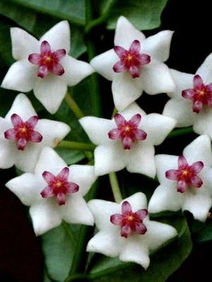 Лот: 6254427. Фото: 1. Хойя Белла (Hoya bella). Горшечные растения и комнатные цветы