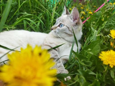Лот: 20514556. Фото: 1. Кошечка (бесплатно). Кошки, котята
