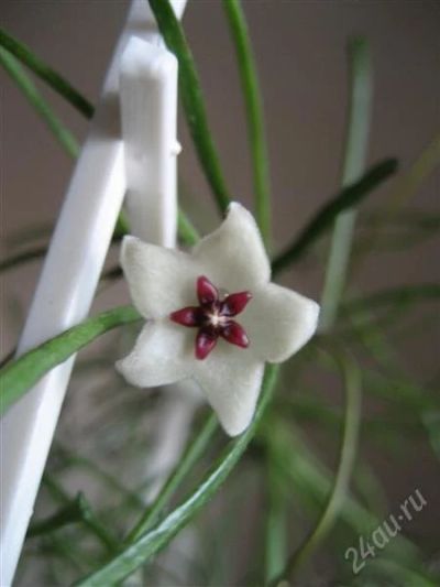 Лот: 1209091. Фото: 1. Хойя Ретуза (Hoya Retusa). Горшечные растения и комнатные цветы