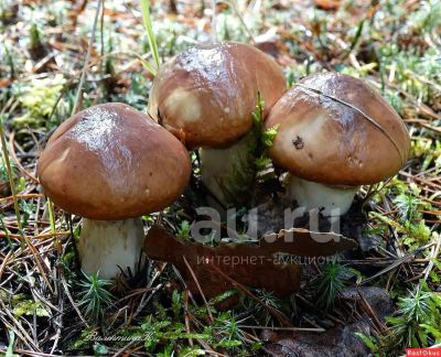 Лот: 20828848. Фото: 1. Свежие маслята. Грибы