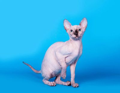 Лот: 6073261. Фото: 1. котенка канадского сфинкса. Кошки, котята