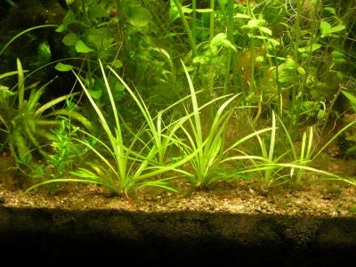 Лот: 6558490. Фото: 1. Эхинодорус карликовый (Echinodorus... Водные растения