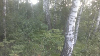 Лот: 4416984. Фото: 1. Земля мкр Чистый по ул. Еловая... Земельные участки