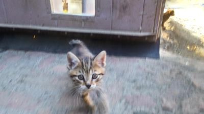 Лот: 7721278. Фото: 1. Котята курильского бобтейла. Кошки, котята