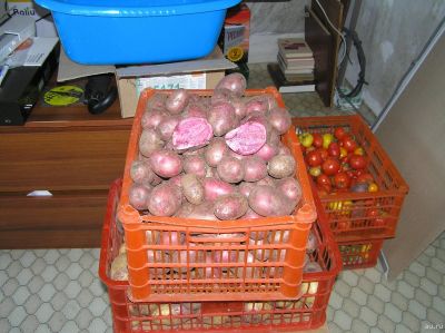 Лот: 13684010. Фото: 1. Картофель семенной красный "All... Овощи