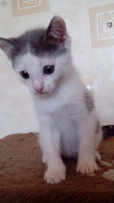 Лот: 6040693. Фото: 1. Котенок даром. Кошки, котята