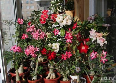 Лот: 13361256. Фото: 1. Адениум обесум Desert Rose. Горшечные растения и комнатные цветы