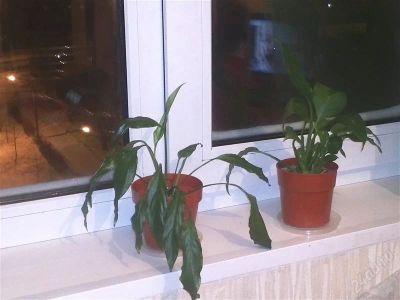 Лот: 2435463. Фото: 1. спатифиллум с узкими листиками. Горшечные растения и комнатные цветы