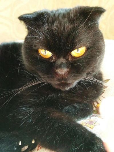 Лот: 11431255. Фото: 1. Отдам кота в очень хорошие руки. Кошки, котята