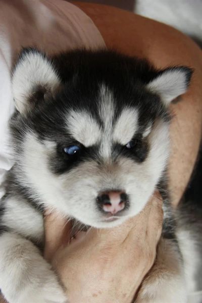 Лот: 3745859. Фото: 1. Щенок хаски Классик Панда. Собаки, щенки