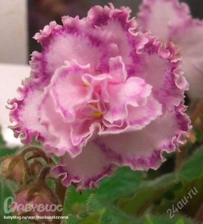 Лот: 1852352. Фото: 1. Tomorrow's Pink Ice детка фиалки. Горшечные растения и комнатные цветы